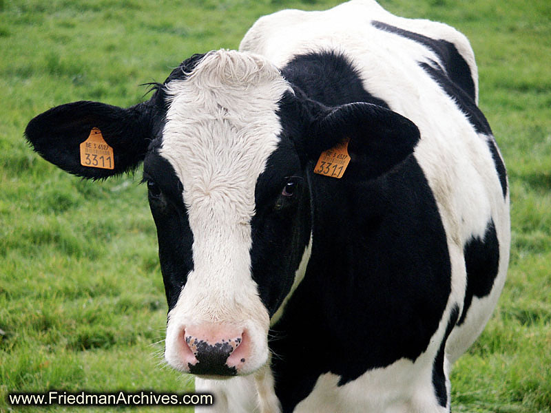 The Cow In German All About Cow Photos